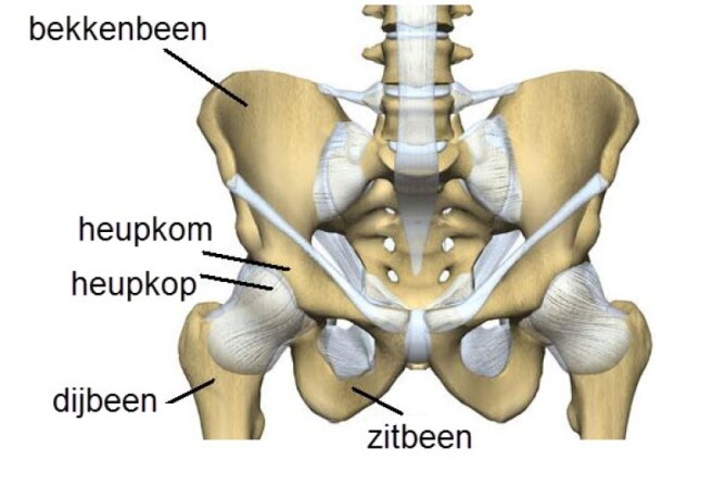 Alles over pijn in de heup- oorzaken en behandeling