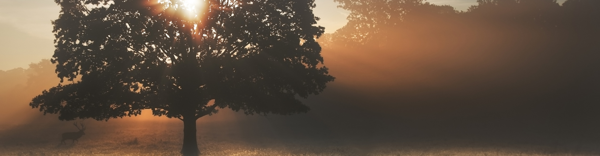 bosrijk landschap met zon begrafenis