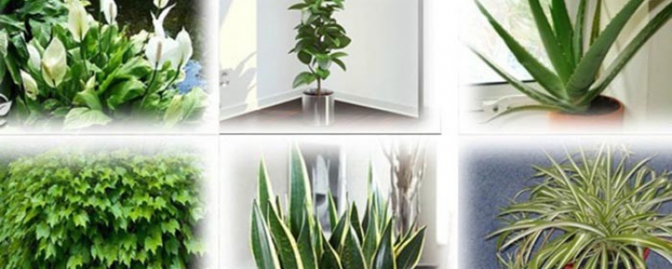 Deze planten zijn zuurstof bommen – zorg ervoor dat ten minste één van hen de lucht in je huis schoon houden | Health Unity