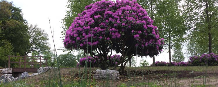 Onderhoud Rhododendrons