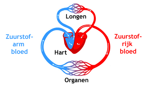Bloedsomloop Longen Hart Organen