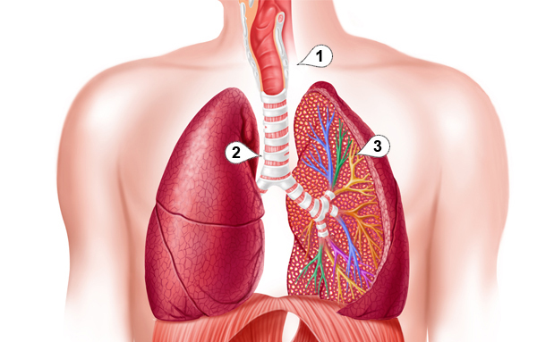 De longen
