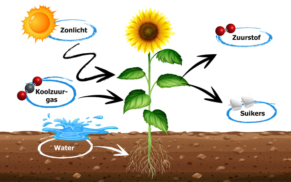 Planten en Fotosynthese
