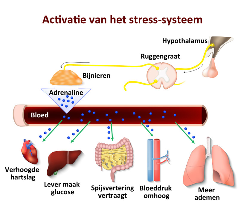 Stress, de vechtvluchtreactie en hyperventilatie