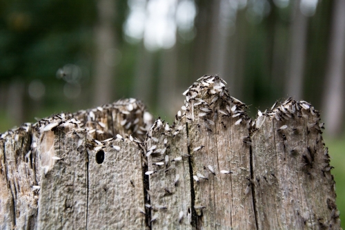 ongediertebestrijding in friesland