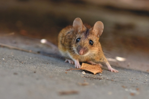 muizen in huis