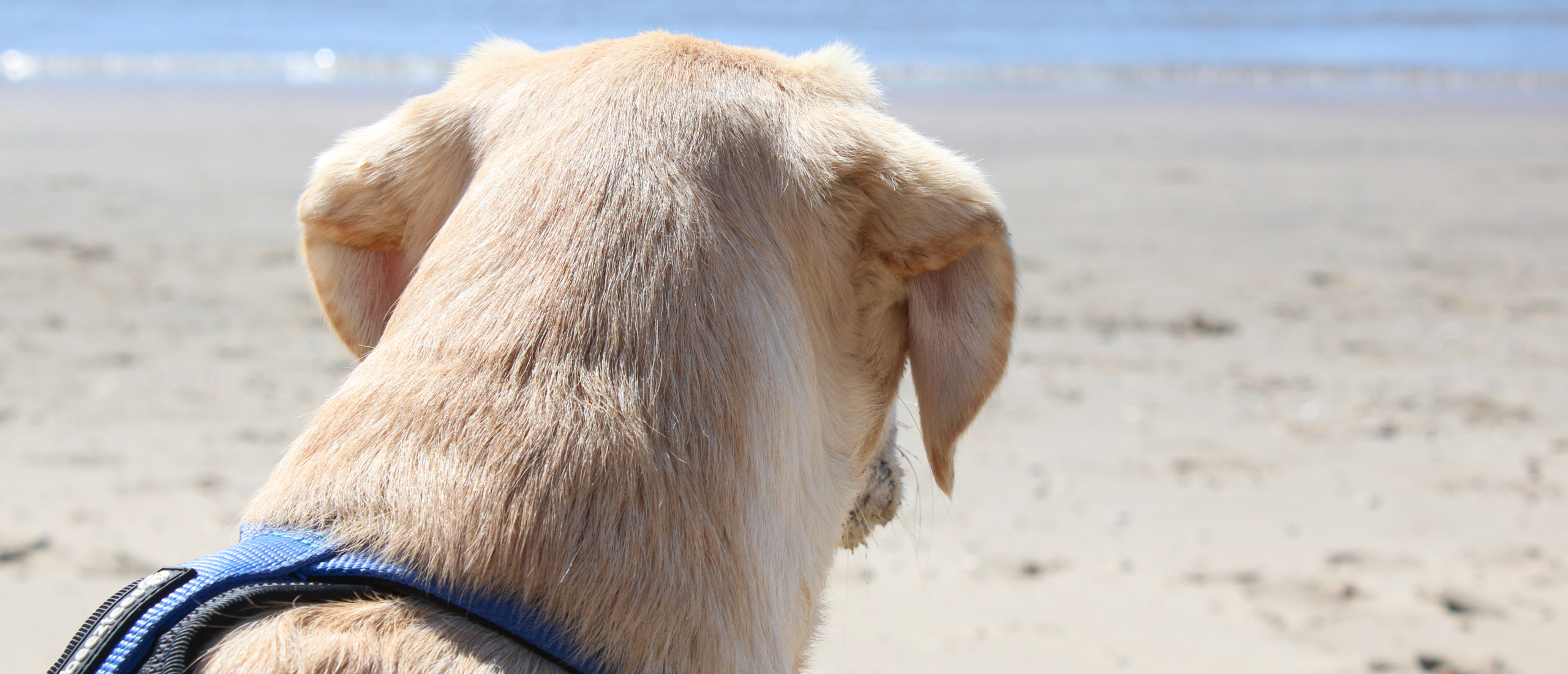 Marley-op-het-strand