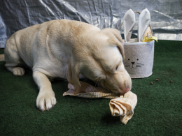 Verrijking, hersenwerk voor honden, ontspanning, mentale stimulatie