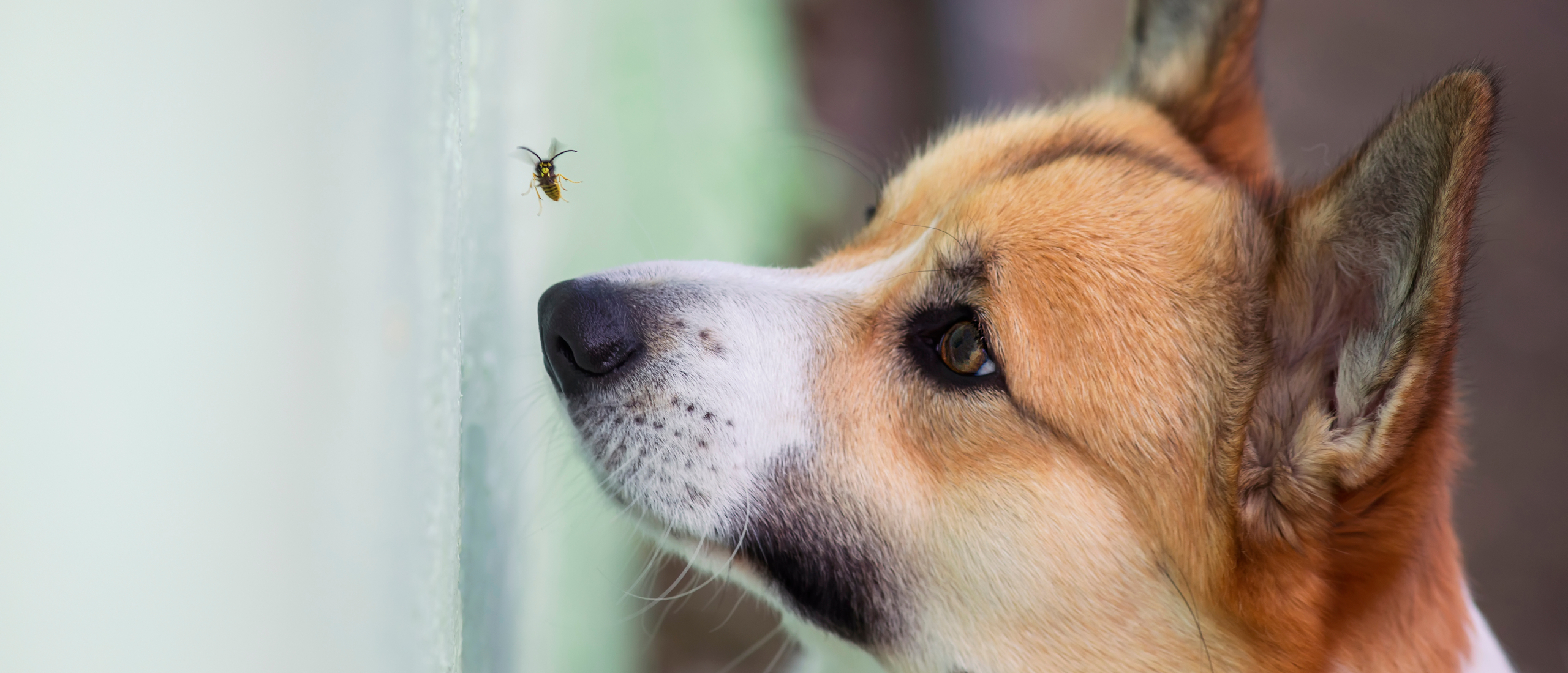 Wat te doen als je hond wordt gestoken door een wesp?