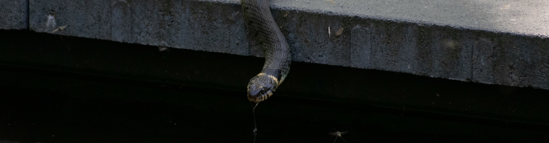 Dieren fotografie