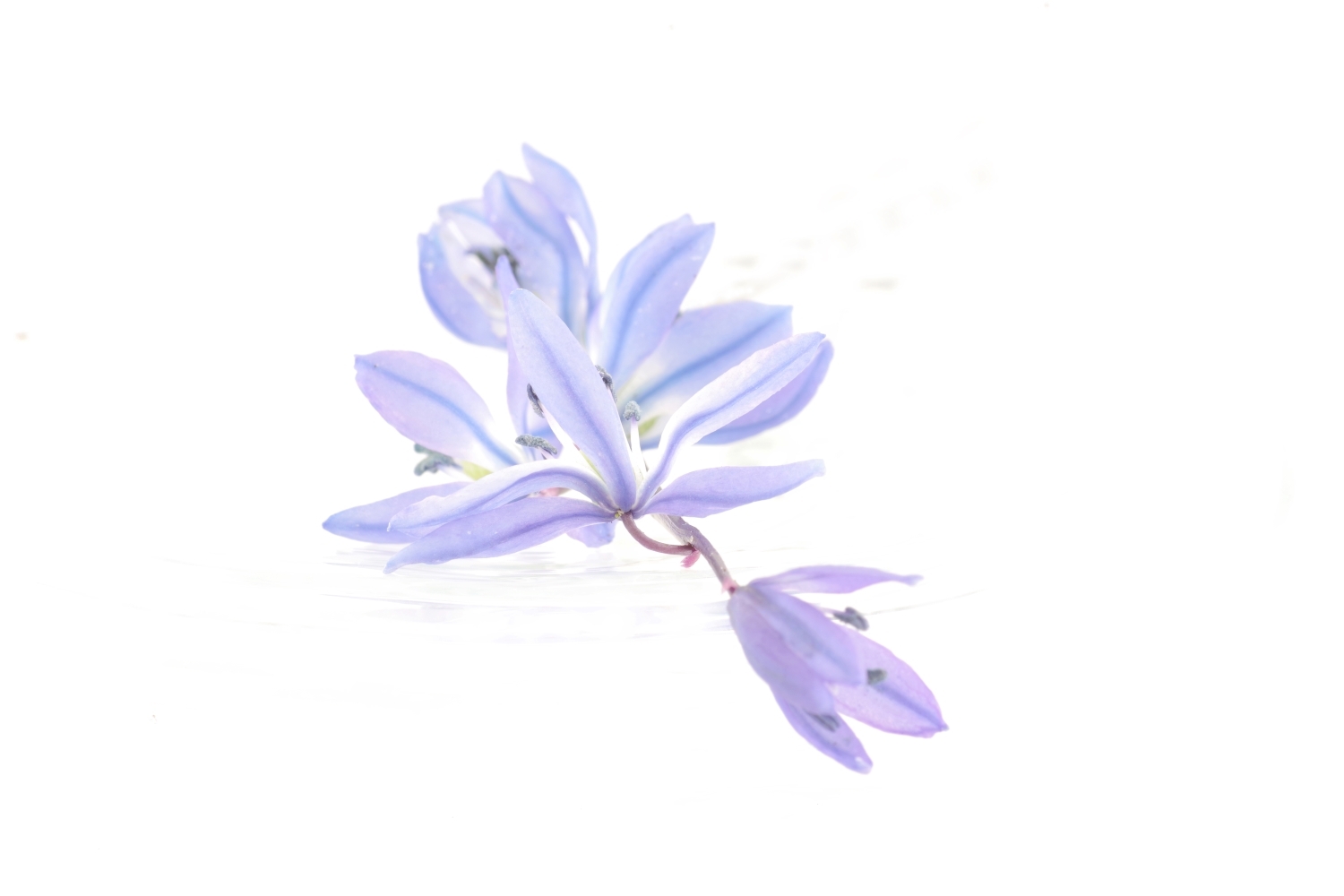 scilla-siberica-ine-003