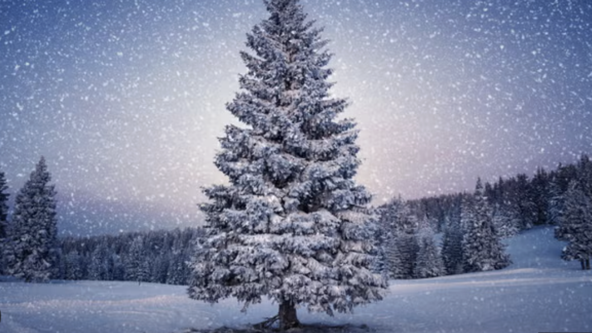 kerstconcert hoorn kerstboom in de sneeuw