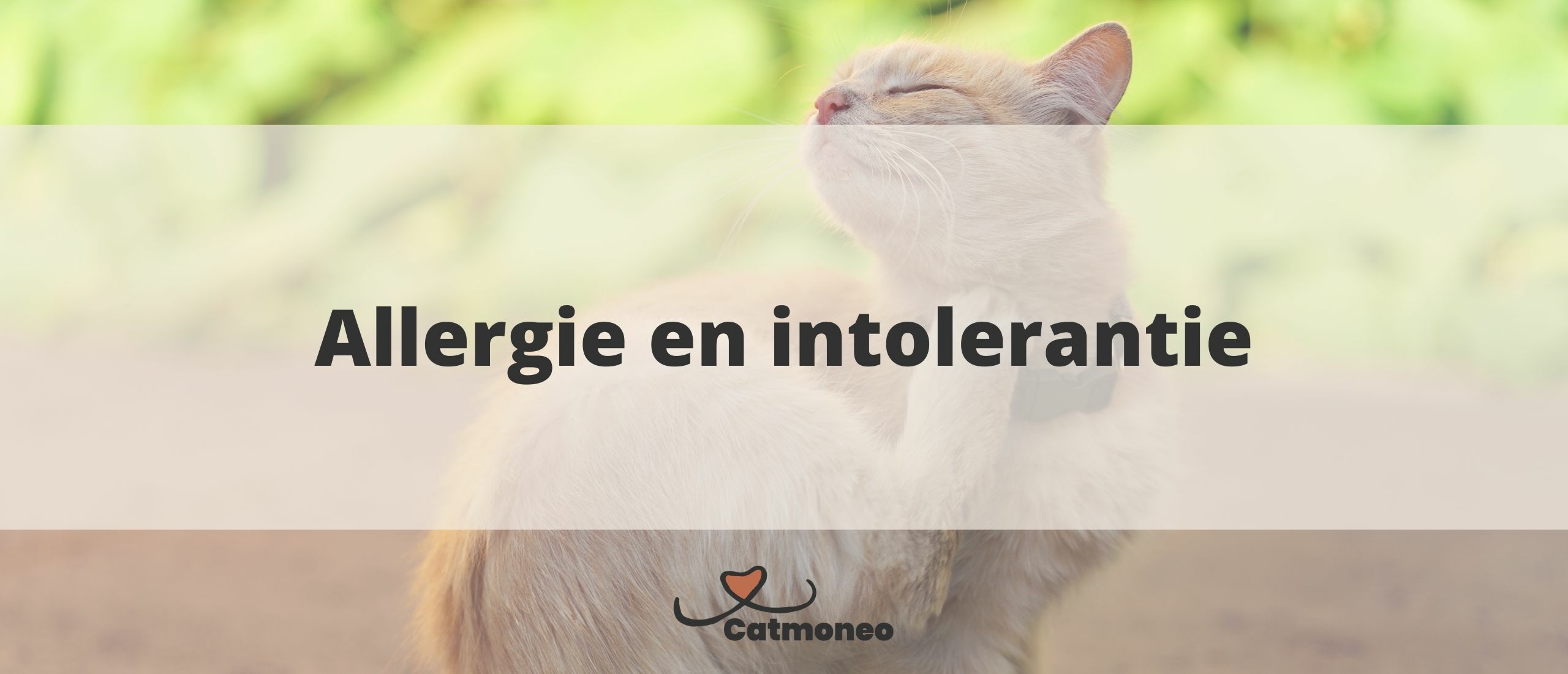 Wat Is Erger Allergie Of Intolerantie