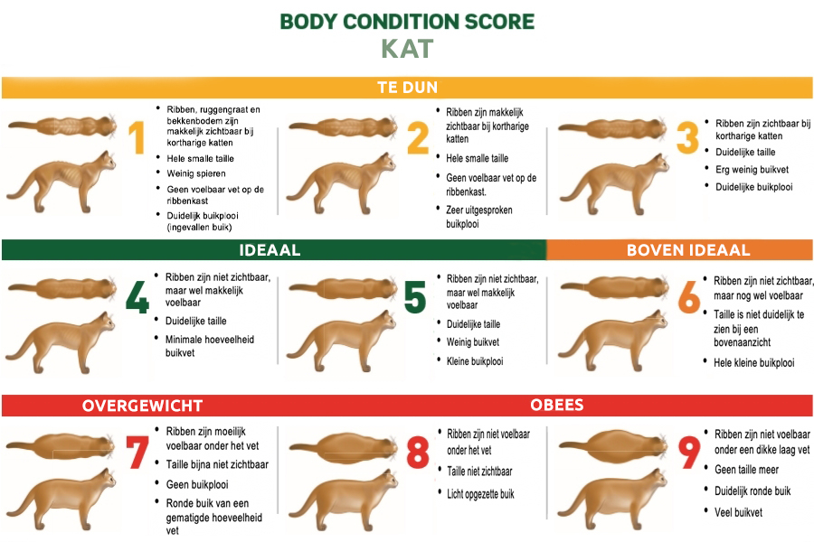 Body Condition Score (BCS) Kat