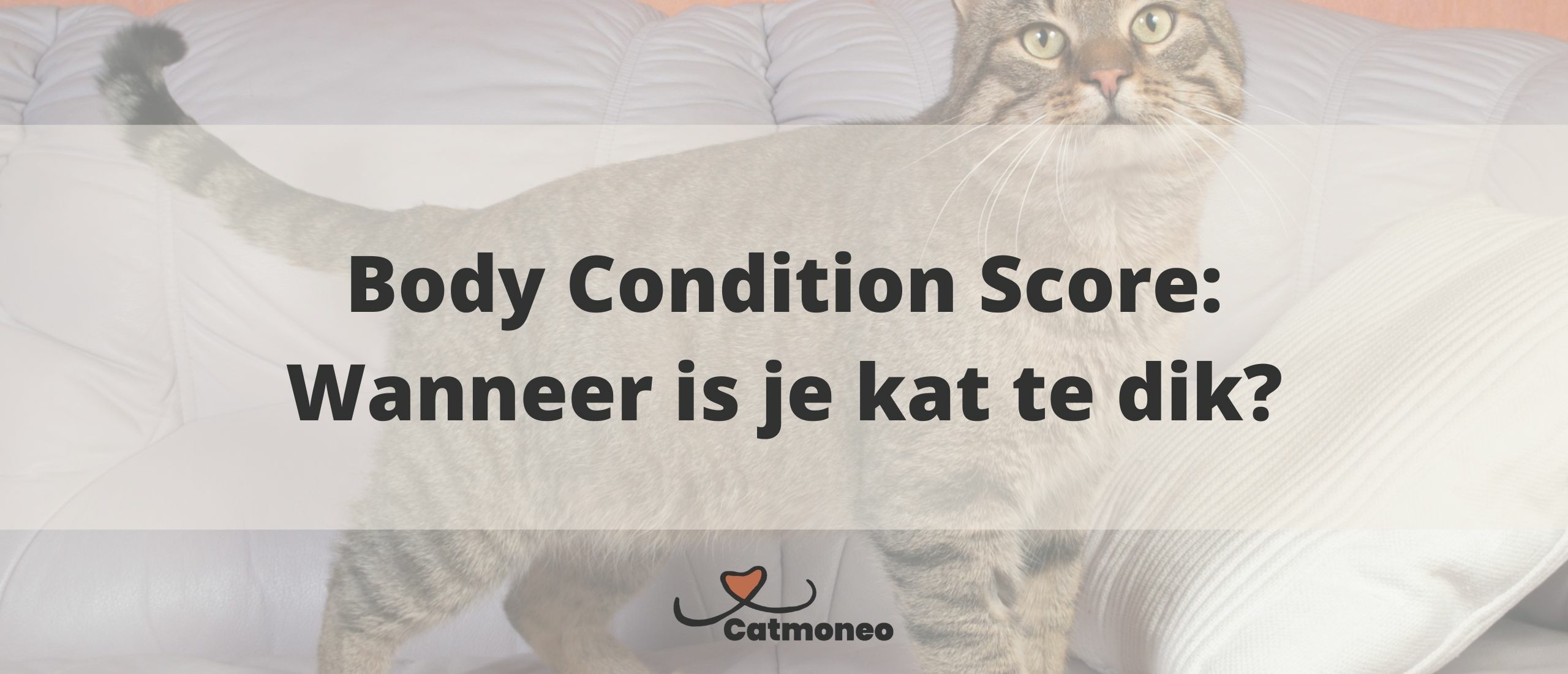 Body Condition Score Wanneer is je kat te dik