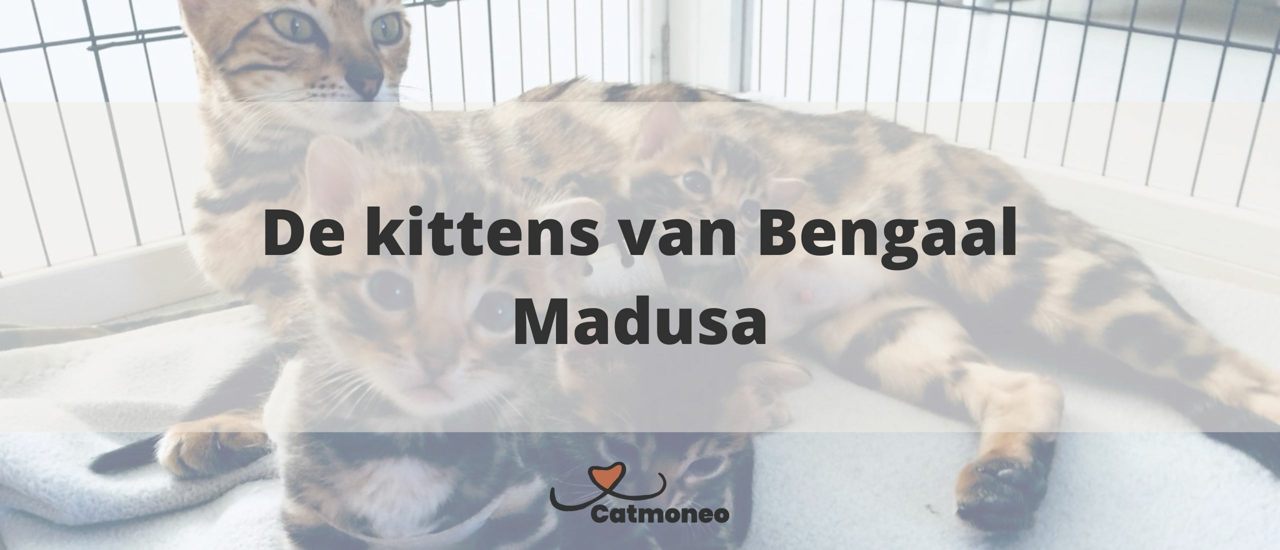 De kittens van Bengaal Madusa