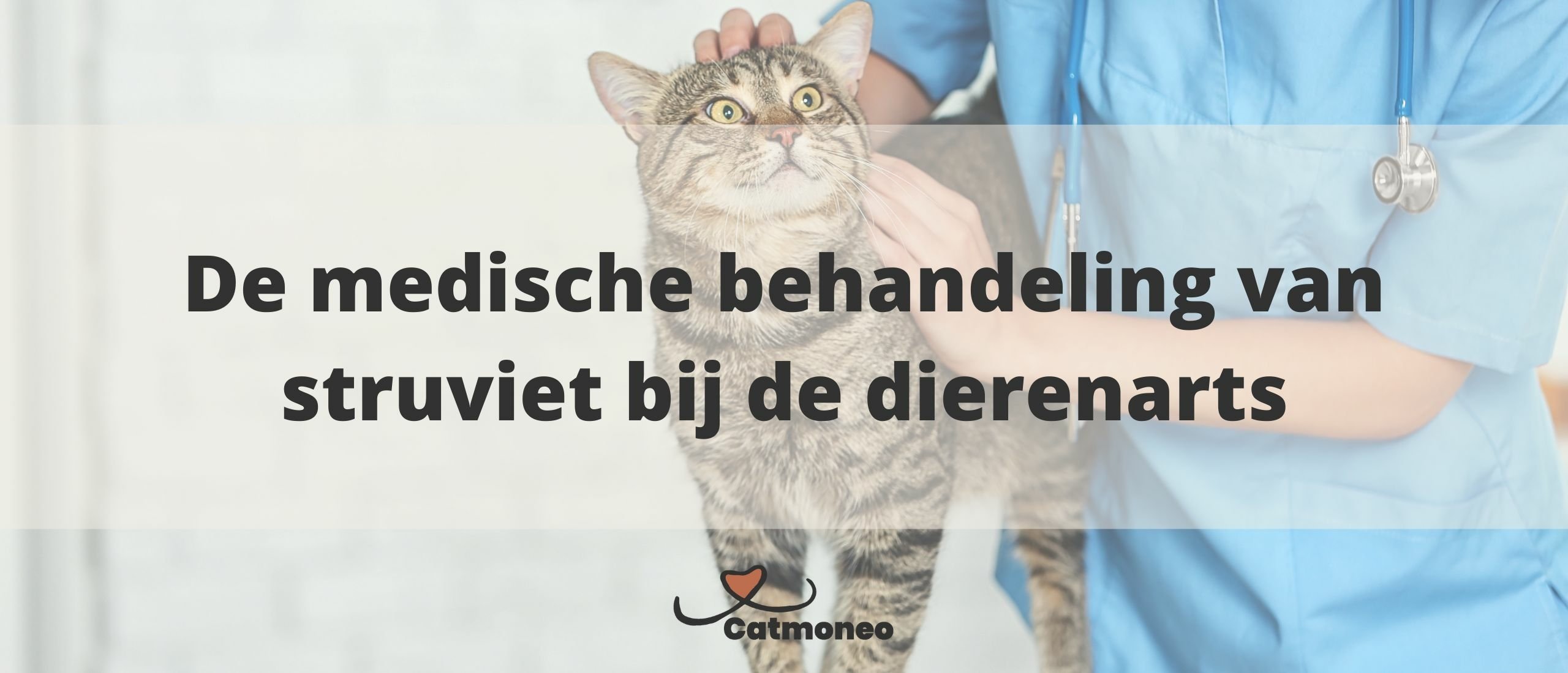 De medische behandeling van struviet bij de dierenarts