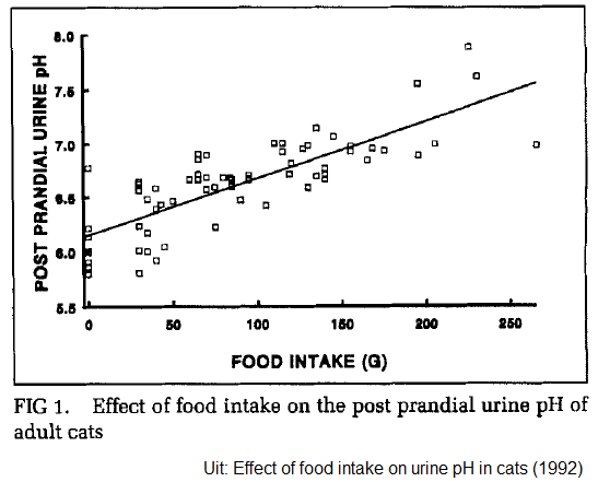 Effect van voeding inname op urine pH waarde - post prandial tide