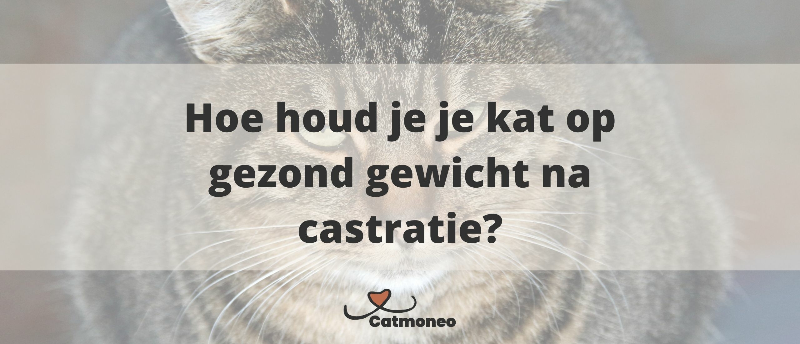 Hoe houd je je kat op gezond gewicht na castratie?