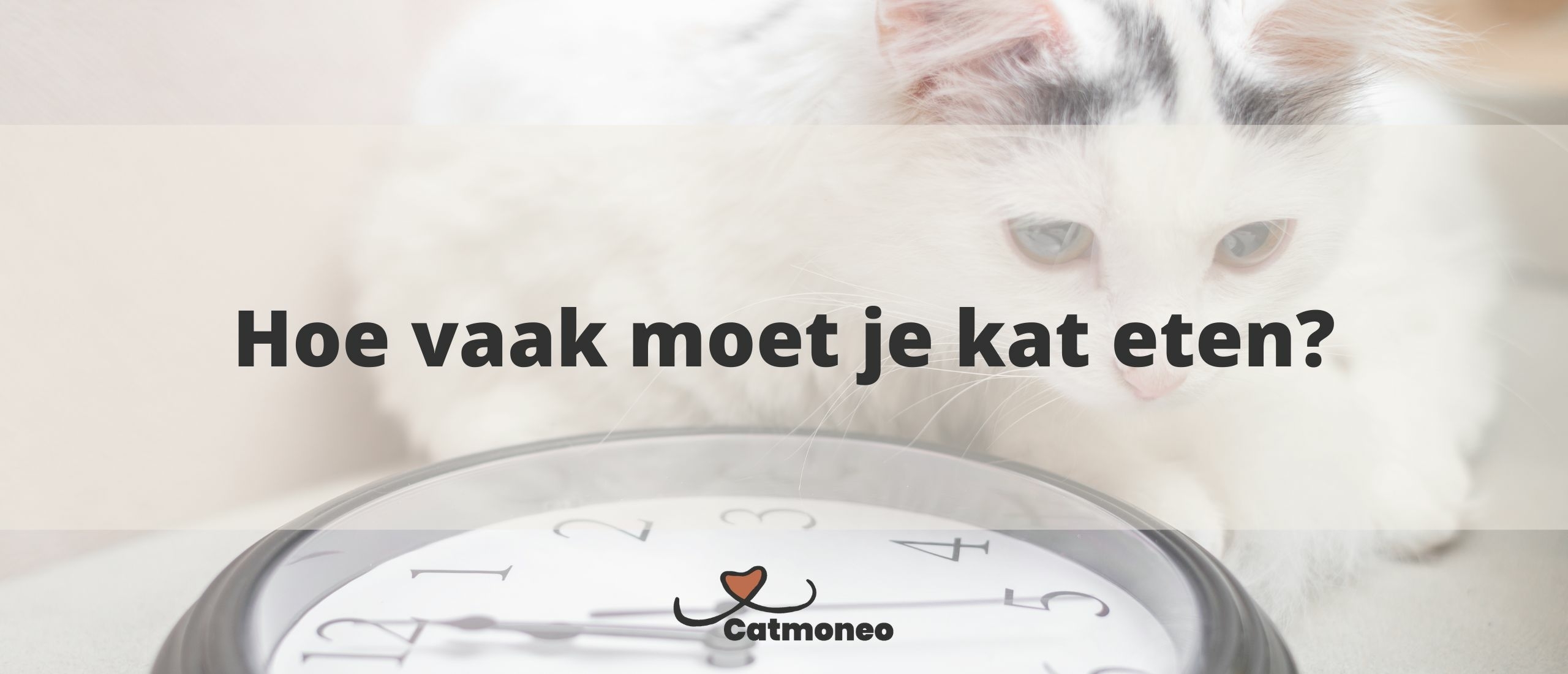 Hoe vaak moet je kat eten?
