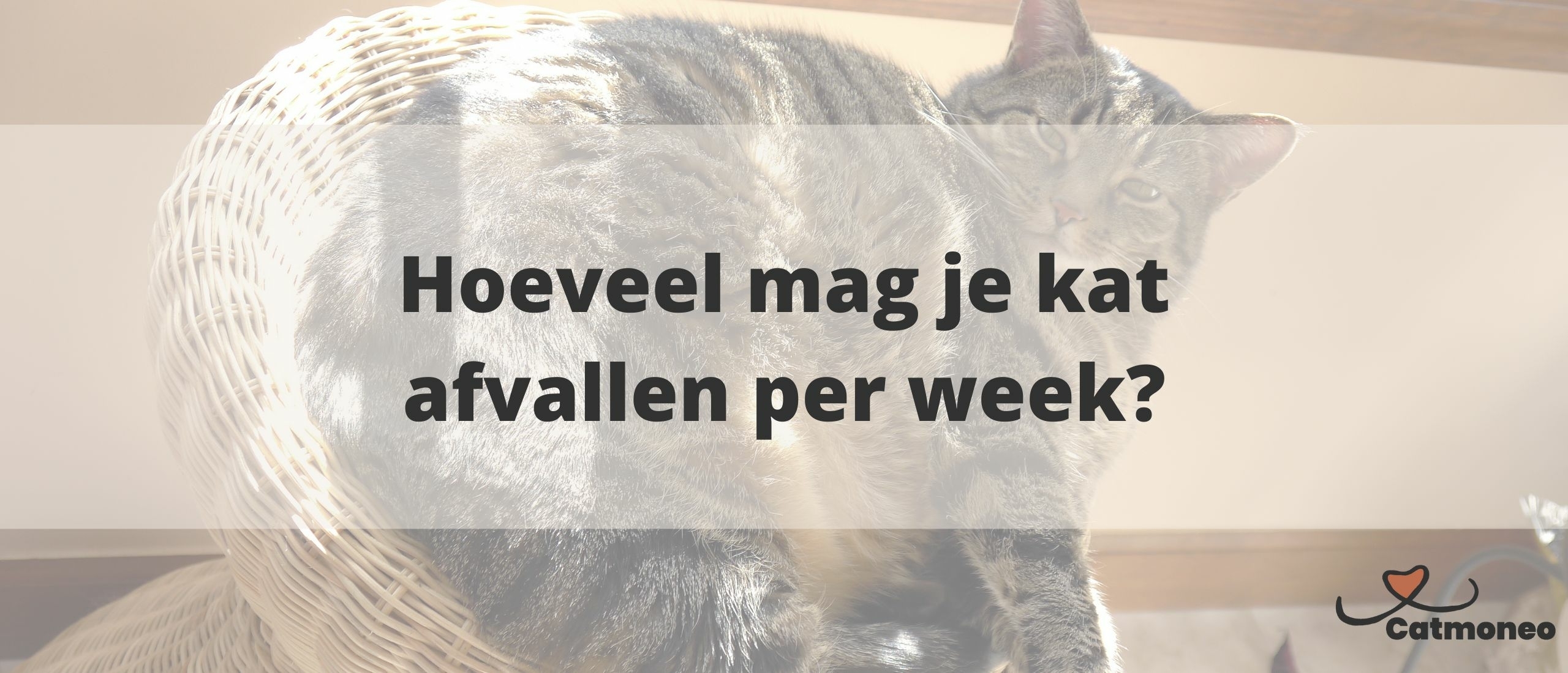 Hoeveel mag je kat afvallen per week