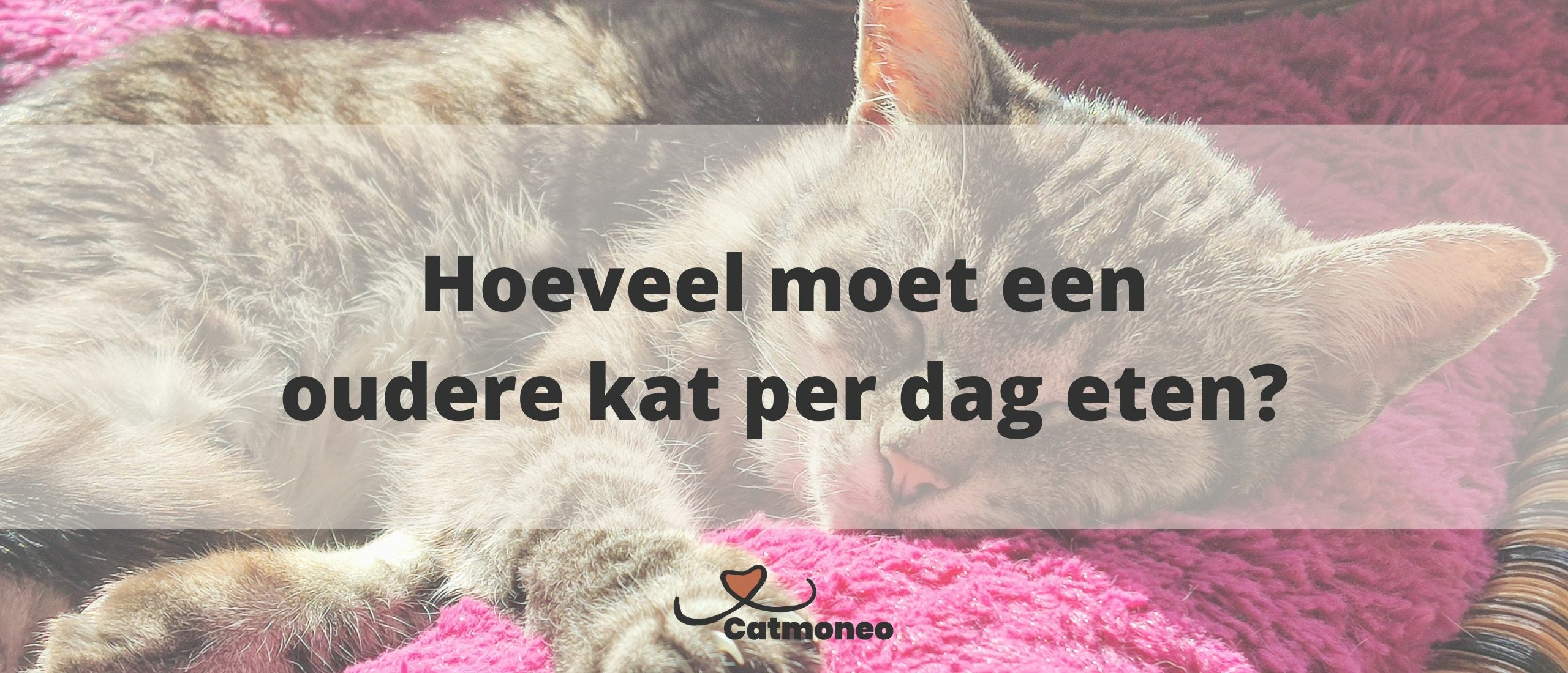 Hoeveel moet een oudere kat per dag eten?