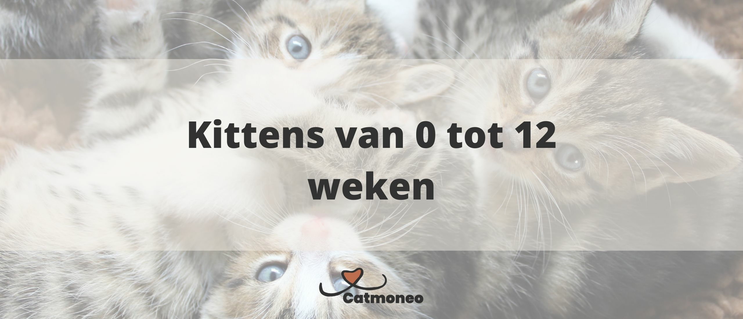 Kittens van 0 tot 12 weken