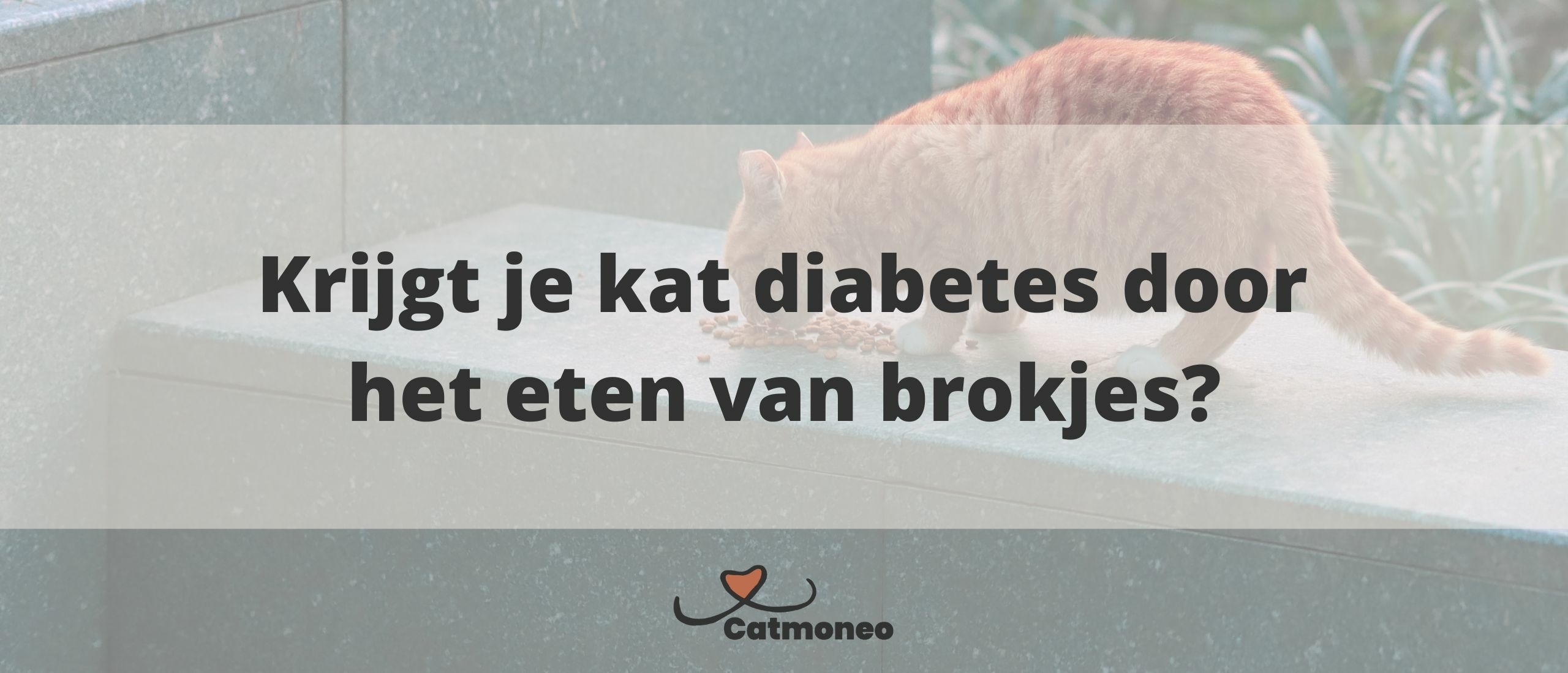 Krijgt je kat diabetes door het eten van brokjes?