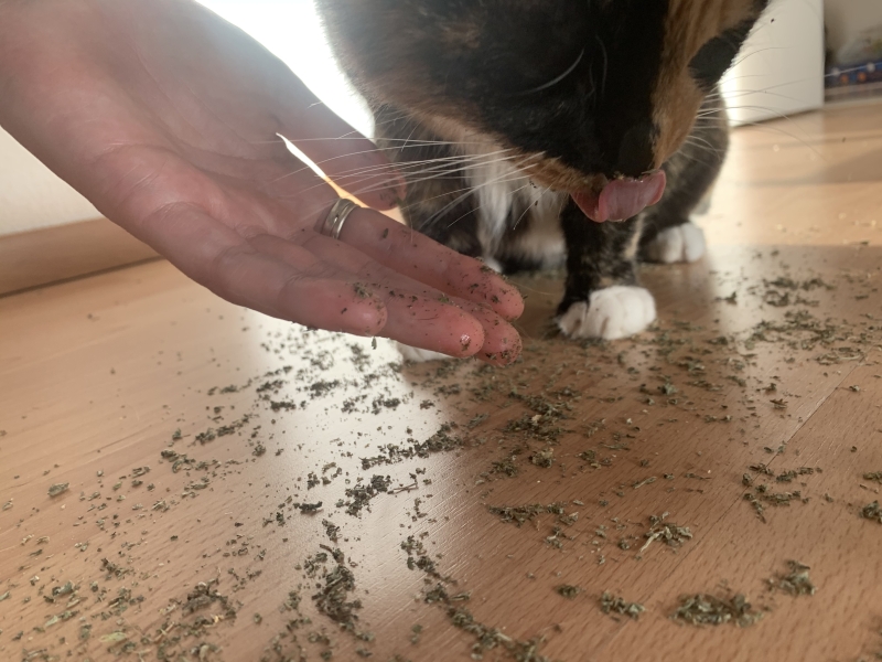 Lapje aan de catnip