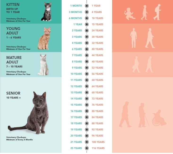Katten leeftijd naar mensenleeftijd: hoe oud is je kat?