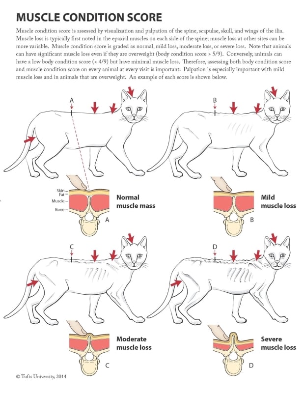 Muscle Condition Score - spierconditie van de kat