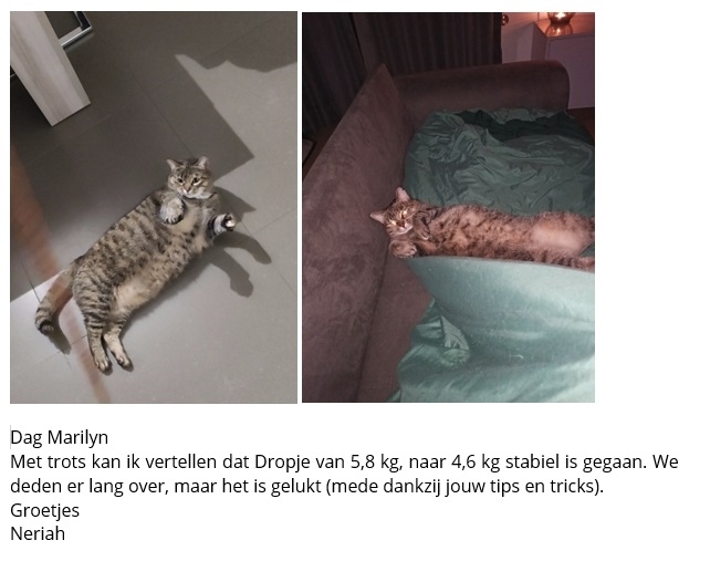 Neriah - Dropje - review training Verantwoord afvallen voor katten