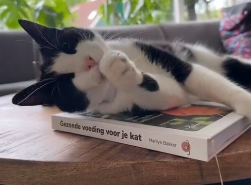 Kat Jaxx geniet van het kattenboek