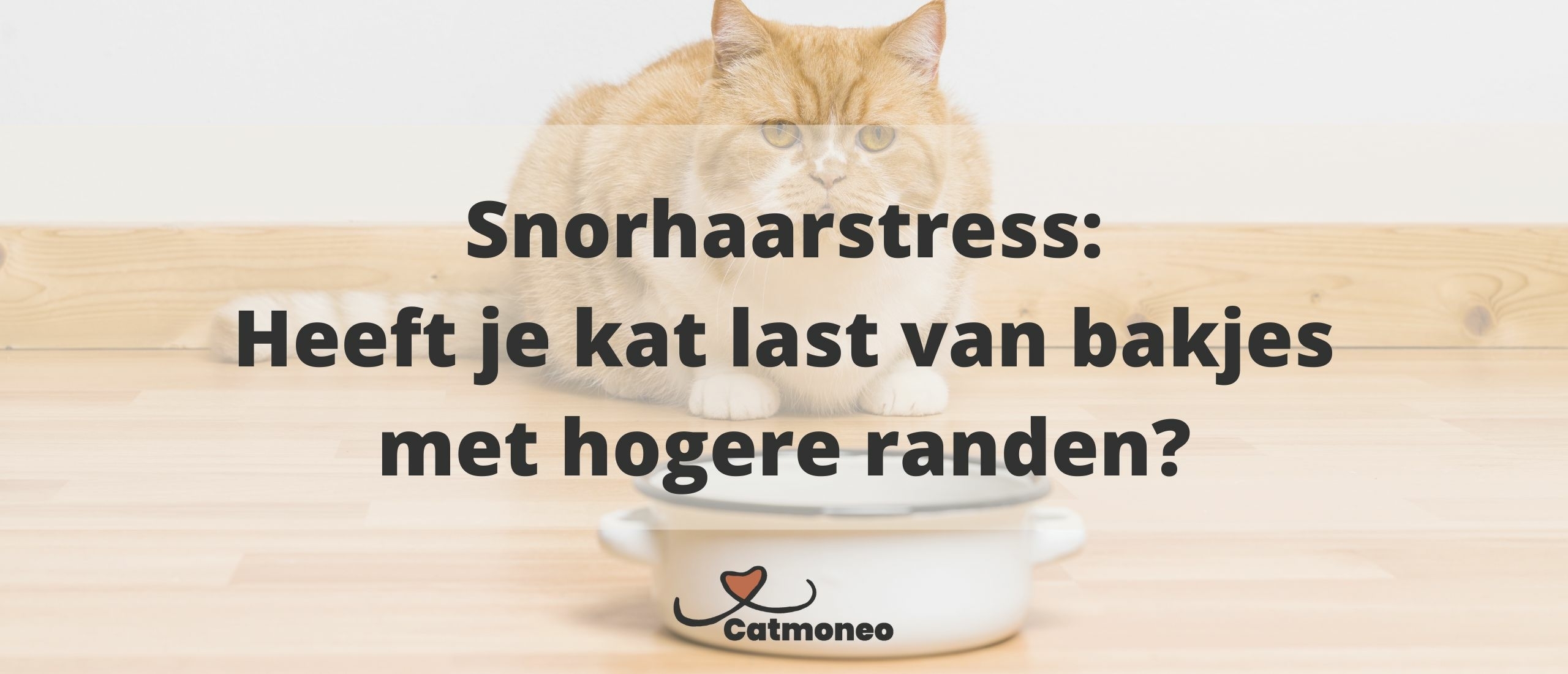 Snorhaarstress: Is een laag voerbakje beter voor je kat?