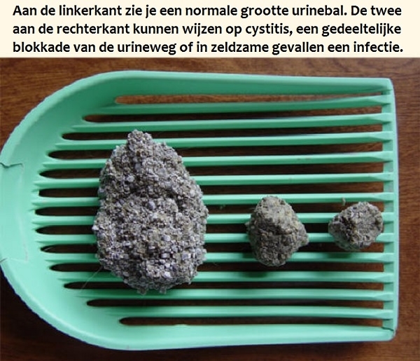 Normale hoeveelheden kattenurine