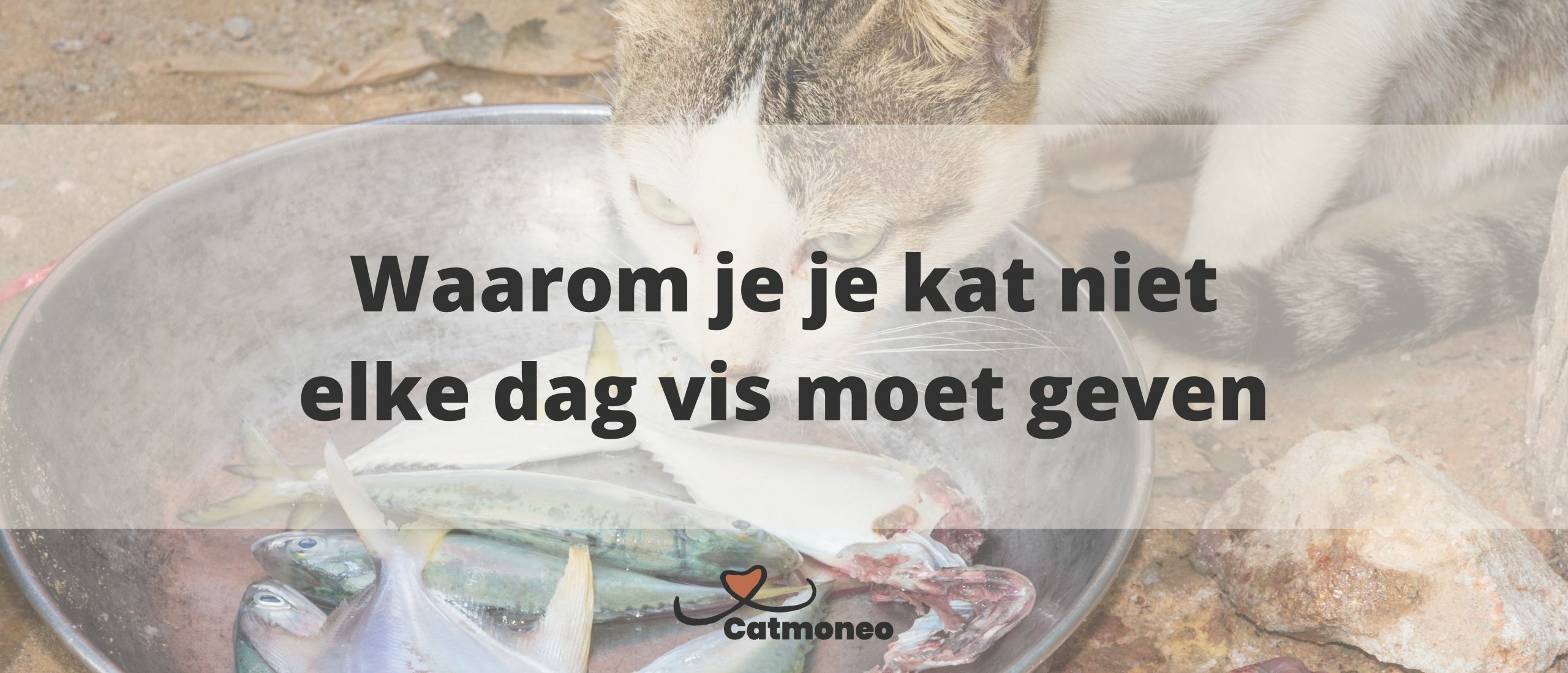 12 Redenen waarom vis slecht is voor je kat