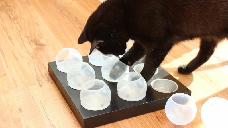 wasbollen in muffinblik - voerpuzzels voor katten