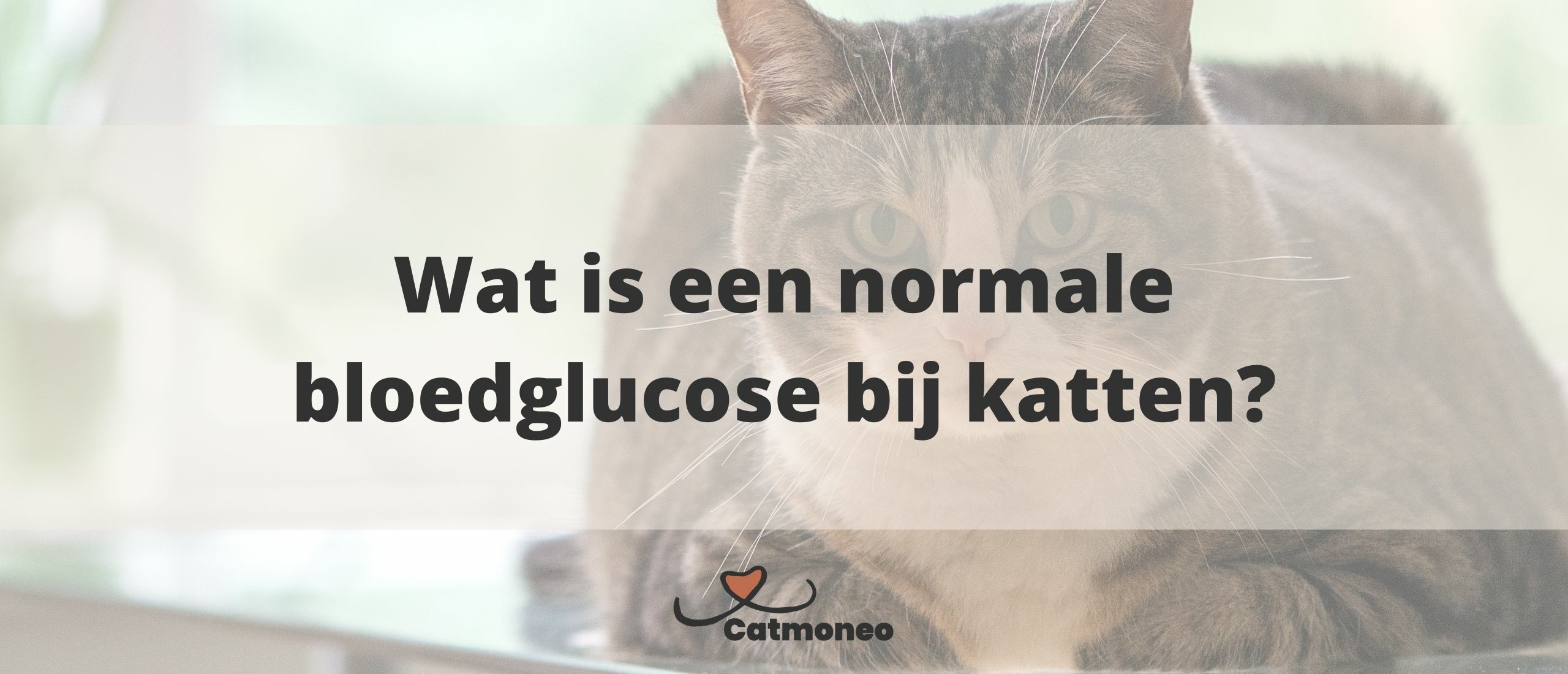 Wat is een normale bloedglucose bij katten?