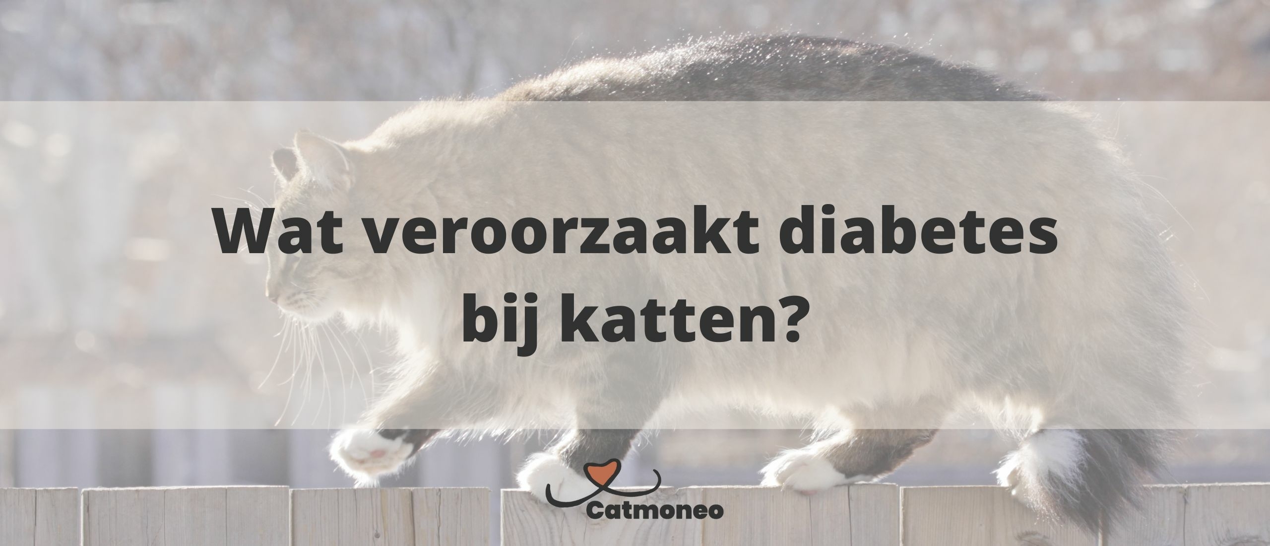 Wat veroorzaakt diabetes bij katten?
