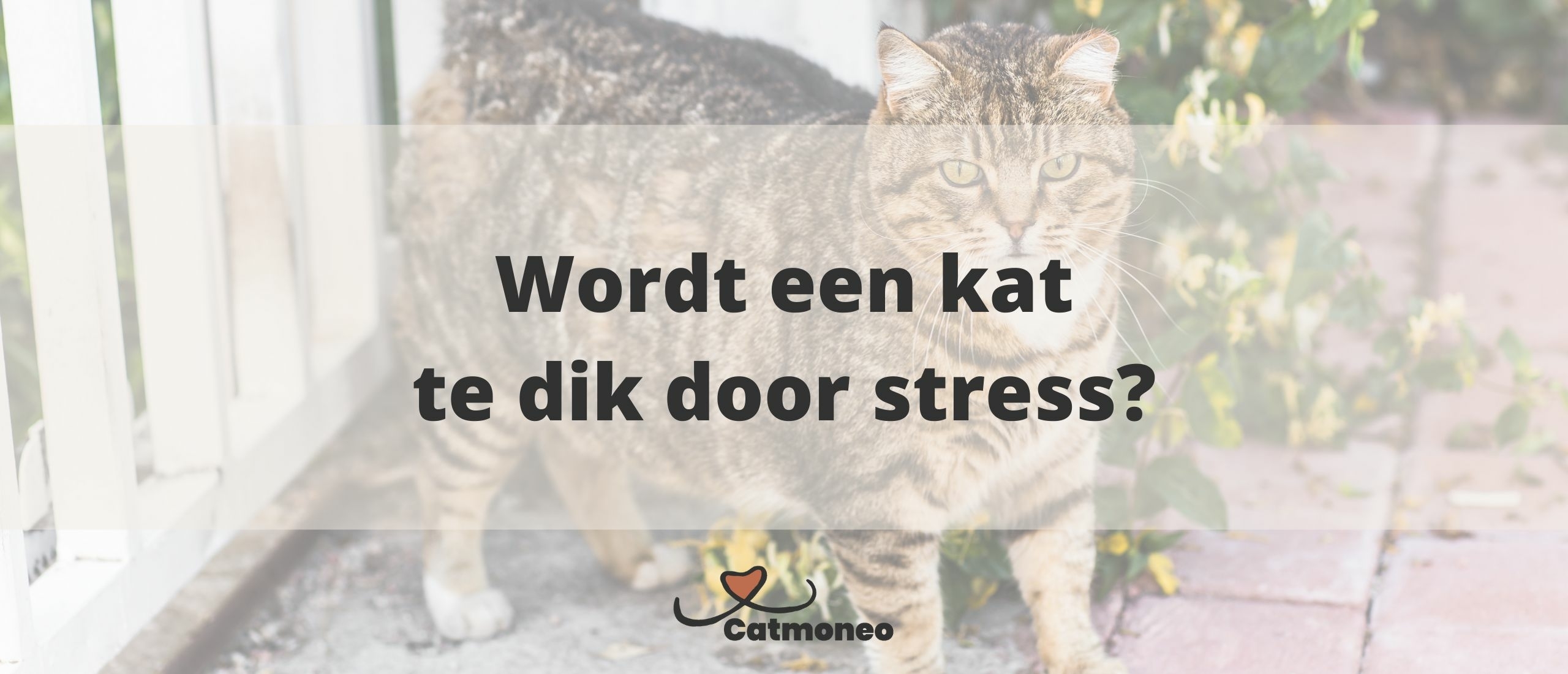 Kan een kat dik worden door stress?