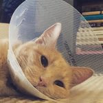 Zieke Kat