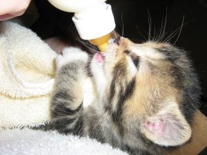 Kitten Melk geven