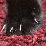Kattenpootje met nagels