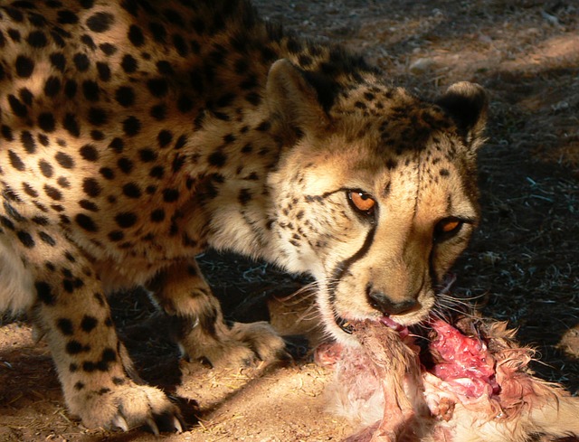 Cheetah eet van karkas