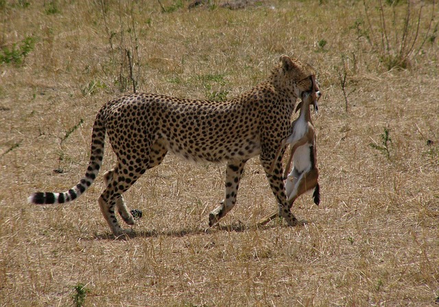 Cheetah met jong hertje