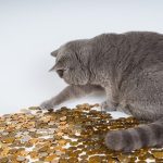 Kat met geld