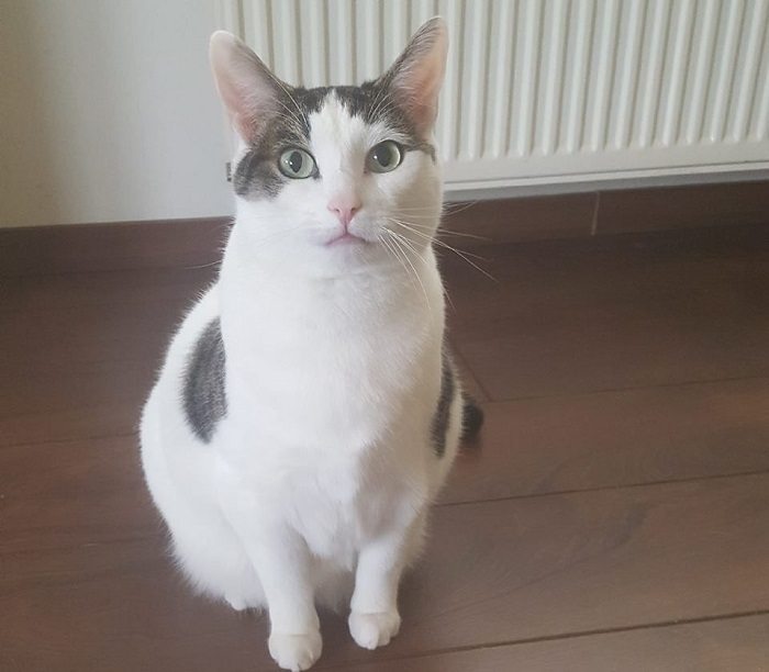 Smartie (week 10 2018, meest recent)