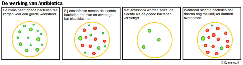 Blaasinfecties en antibiotica