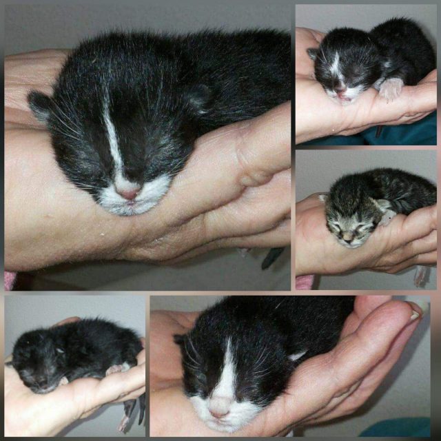 Kittens van Mira