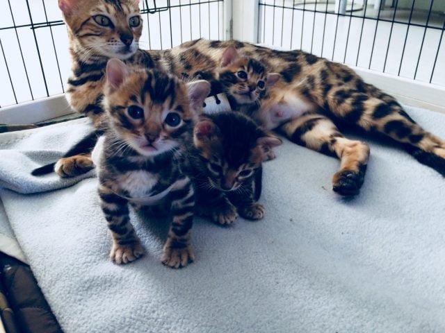 Madusa met haar kittens